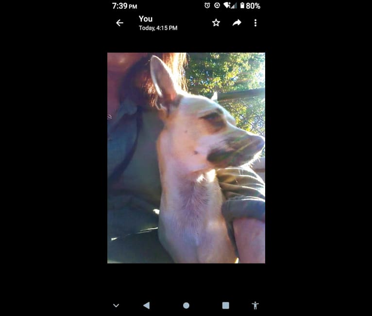 Shea, a Chihuahua and Rat Terrier mix tested with EmbarkVet.com