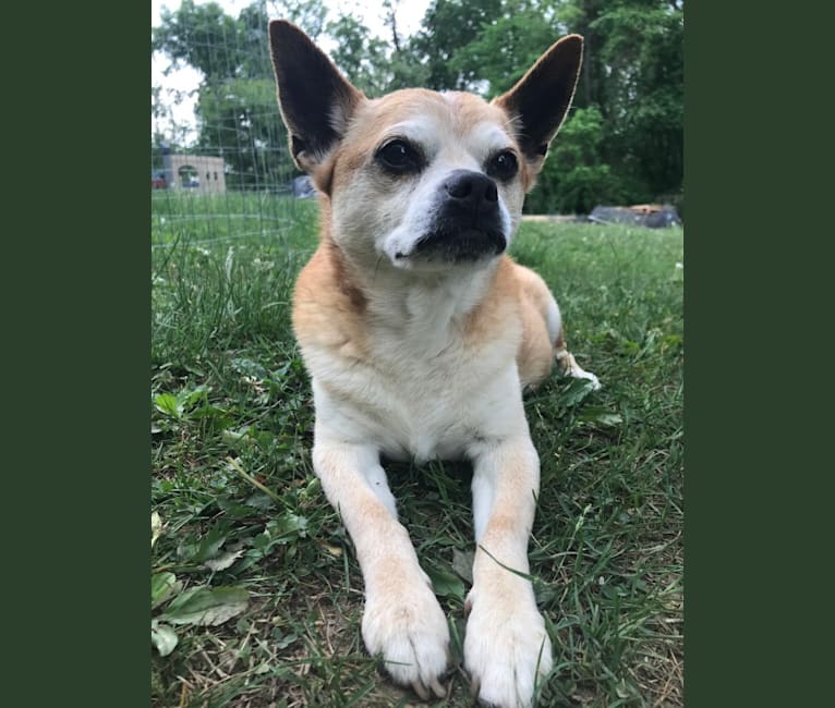 Frankie, a Chihuahua and Miniature Pinscher mix tested with EmbarkVet.com