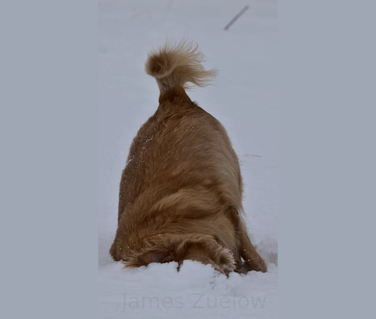Photo of Milo, a Labrador Retriever, German Shepherd Dog, and Mixed mix in Klawock, Alaska, USA