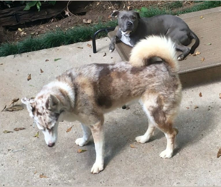 Dakota, an Australian Shepherd and Siberian Husky mix tested with EmbarkVet.com