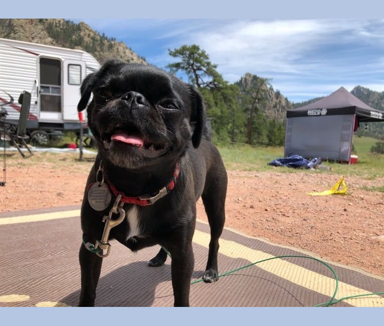 Embark Dog DNA Test Breed