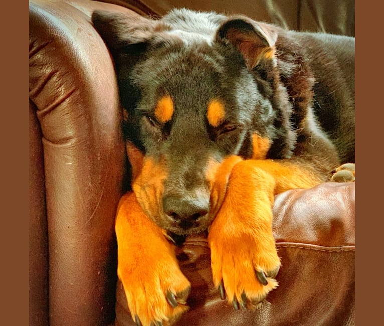 Bruno, a Rottweiler and Australian Cattle Dog mix tested with EmbarkVet.com