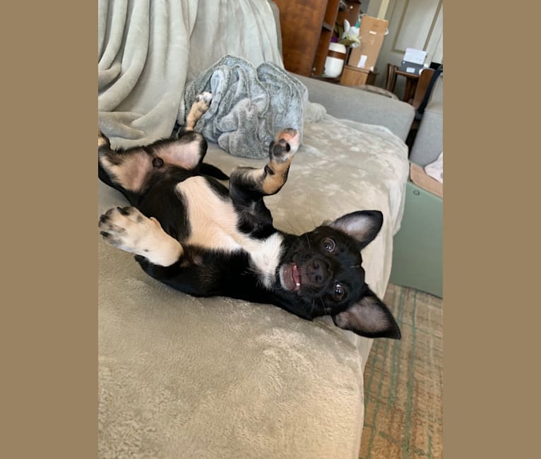 Digby, a Chihuahua and Russell-type Terrier mix tested with EmbarkVet.com