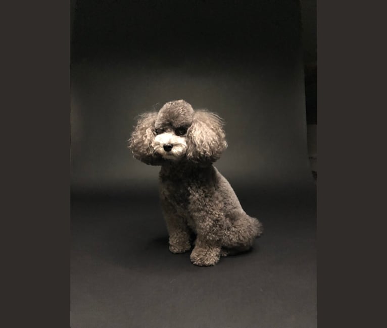 Roger, a Poodle (Small) tested with EmbarkVet.com