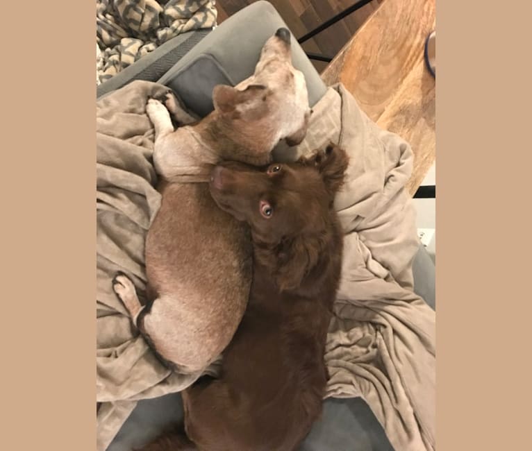 embark dog dna test breed