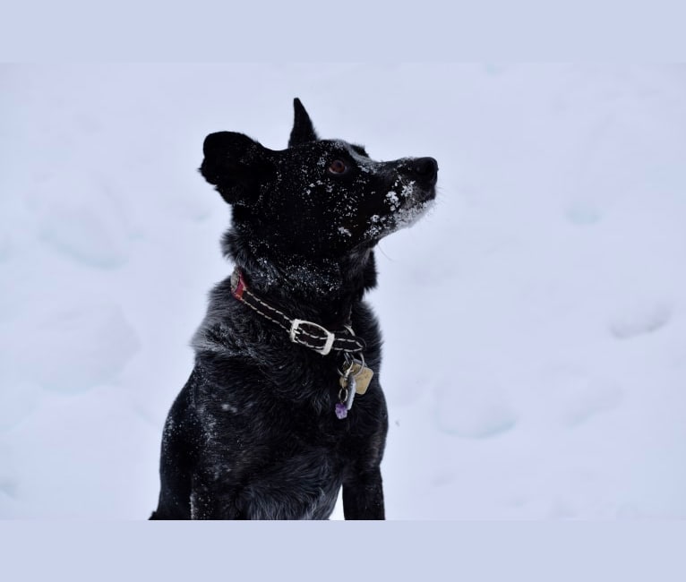 Mist, an Australian Cattle Dog and Australian Shepherd mix tested with EmbarkVet.com