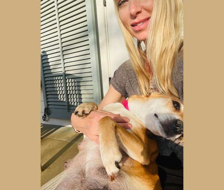 Bunny, a Rat Terrier and Labrador Retriever mix tested with EmbarkVet.com