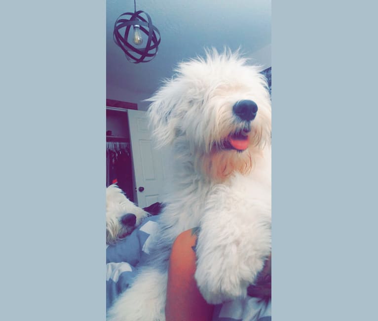 Photo of Russell, an Old English Sheepdog  in Molalla, OR, USA