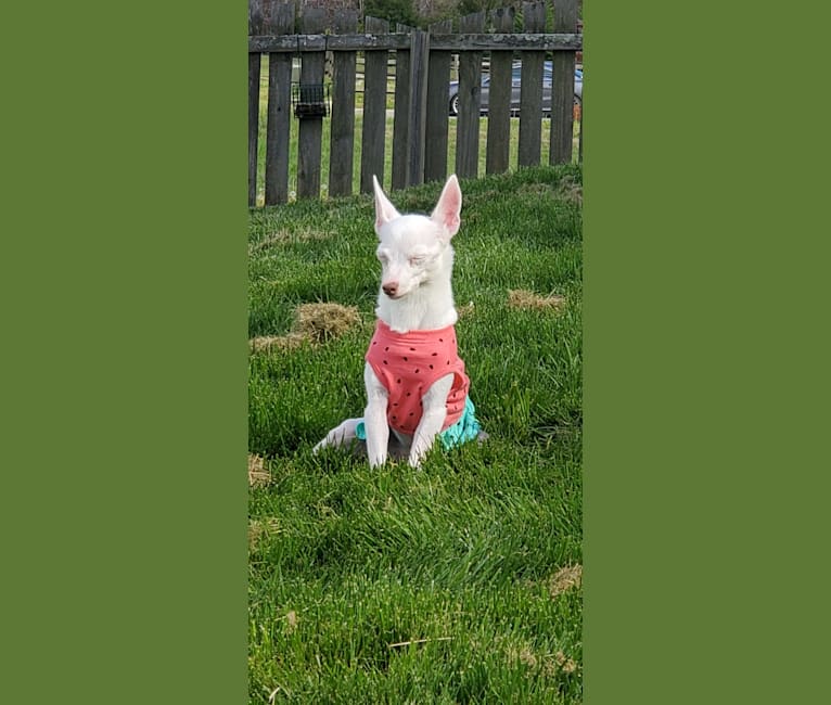 Snow, a Russell-type Terrier and Chihuahua mix tested with EmbarkVet.com
