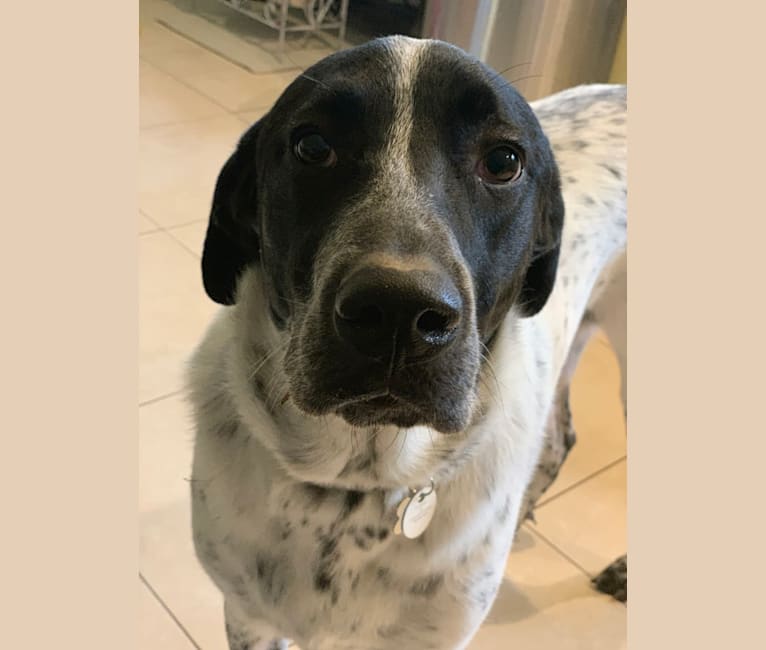 american bulldog and great pyrenees mix