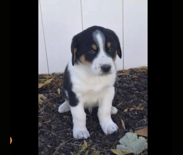Beau, a Greater Swiss Mountain Dog and Great Pyrenees mix tested with EmbarkVet.com
