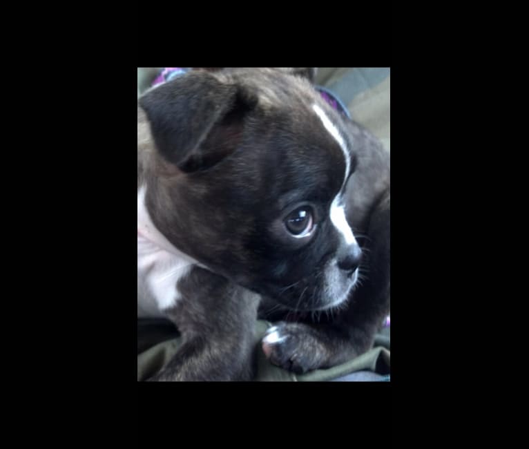 Photo of Ladybug, a Boston Terrier and Pug mix in Indiana, USA