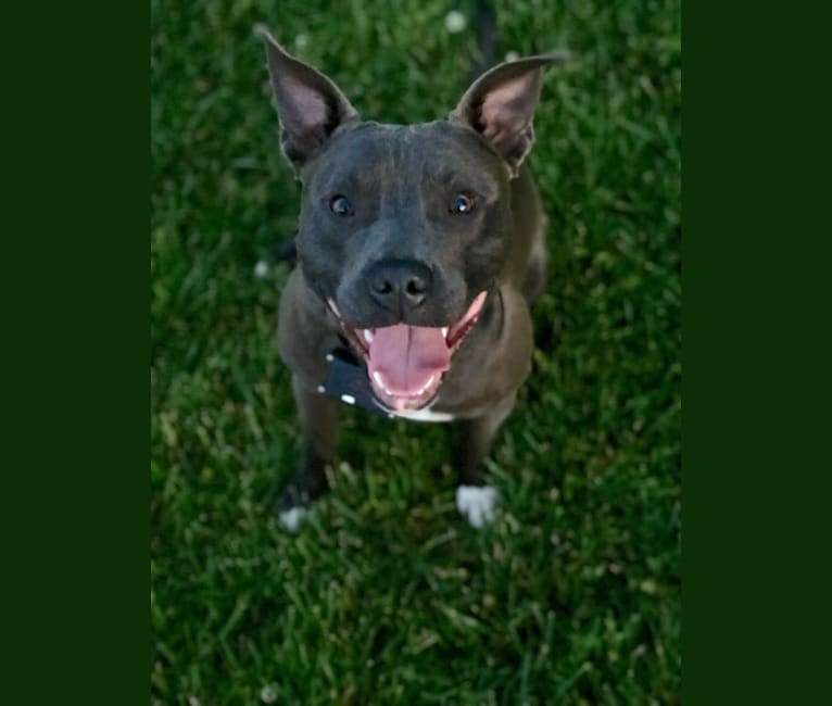 Boone, an American Pit Bull Terrier tested with EmbarkVet.com