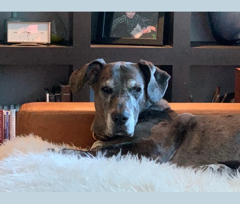 Embark Dog DNA Test Breed
