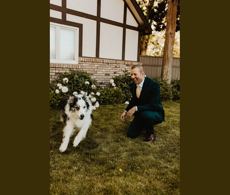 Darby, a Border Collie and Australian Shepherd mix tested with EmbarkVet.com