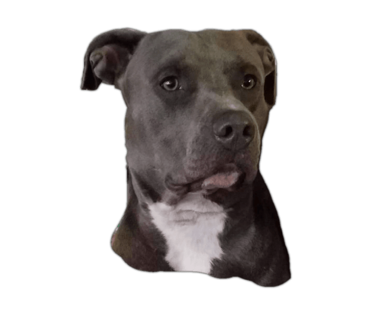 Jack, an American Staffordshire Terrier and American Pit Bull Terrier mix tested with EmbarkVet.com