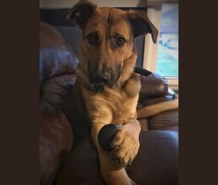 Alsatian ridgeback cross outlet