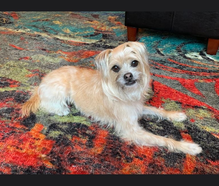 Photo of Sansa Stark, a Pug and Chihuahua mix in Houston, Texas, USA