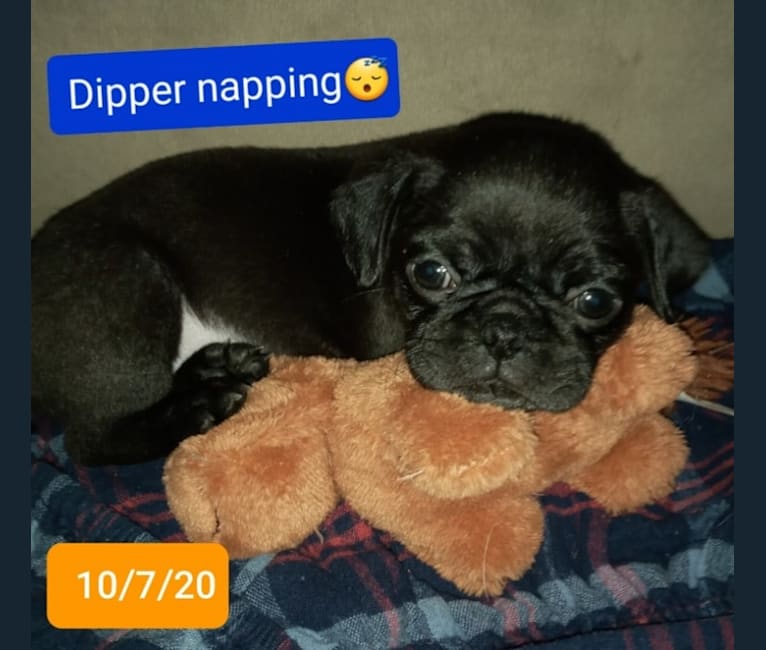 Dipper, a Pug tested with EmbarkVet.com
