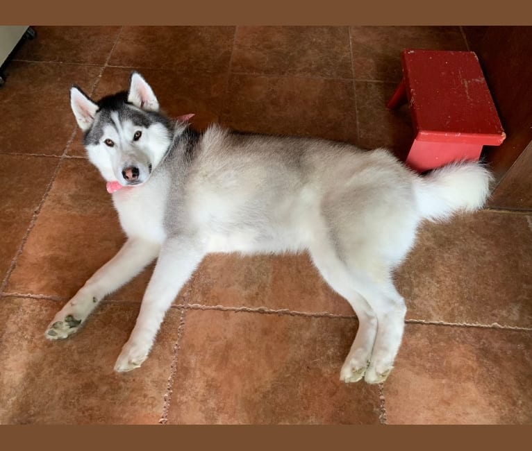 Romeo, a Siberian Husky and Alaskan Malamute mix tested with EmbarkVet.com