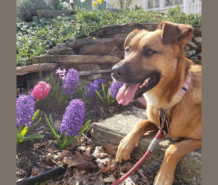 Photo of Gilly, a German Shepherd Dog, Boxer, Chinese Shar-Pei, Samoyed, and Mixed mix in Ohio, USA