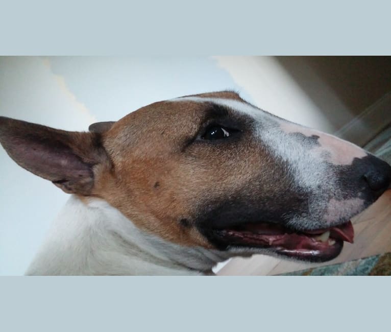 Boo, a Bull Terrier tested with EmbarkVet.com