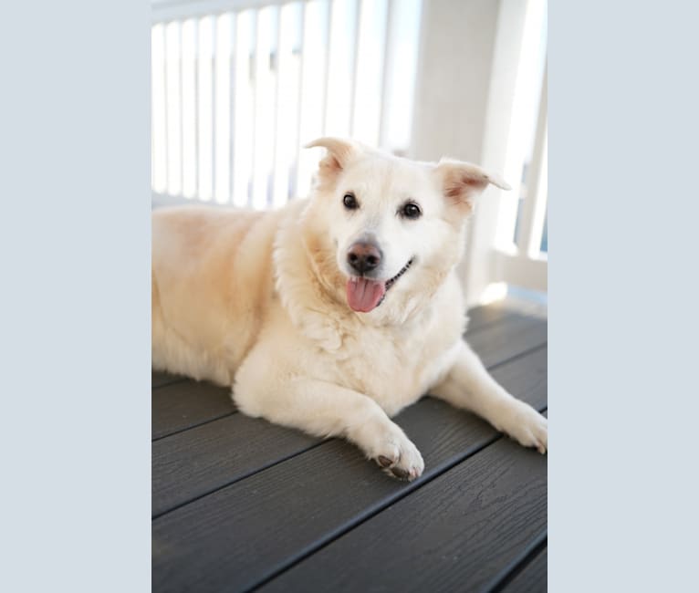 Darcey, a Norwegian Elkhound and Golden Retriever mix tested with EmbarkVet.com