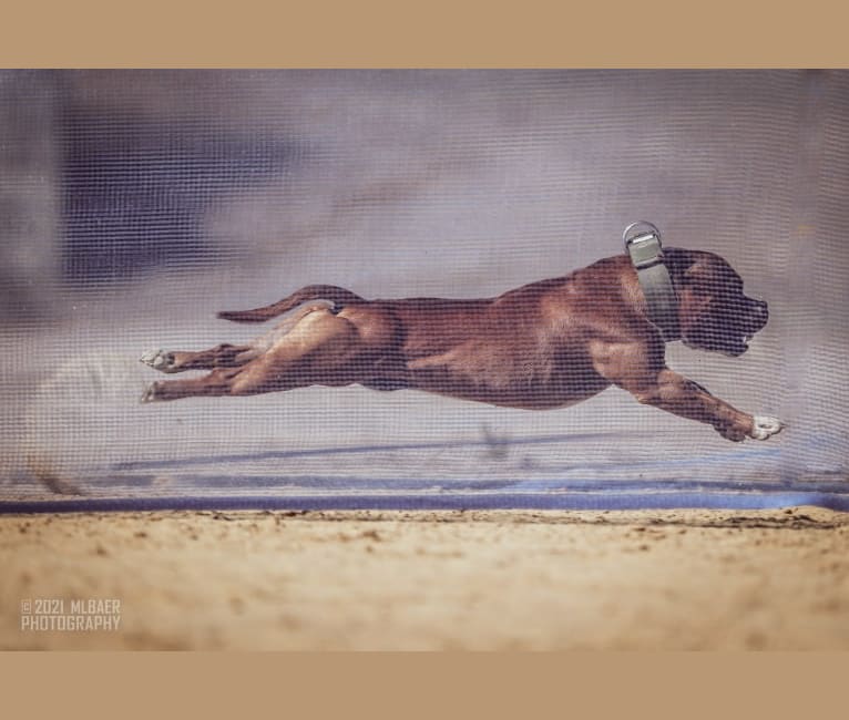 Photo of Frank "Thrashers In Other Words Hot Sauce", a Staffordshire Bull Terrier  in Palm Beach, FL, USA