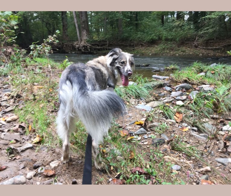 Paige, a Siberian Husky and German Shepherd Dog mix tested with EmbarkVet.com