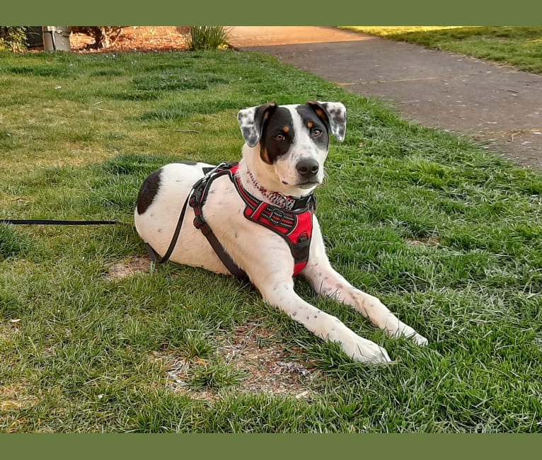 Dame, an American Pit Bull Terrier and Australian Cattle Dog mix tested with EmbarkVet.com