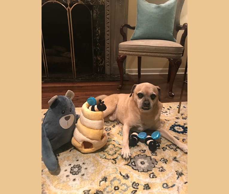 Zeus, a Pug and Rat Terrier mix tested with EmbarkVet.com