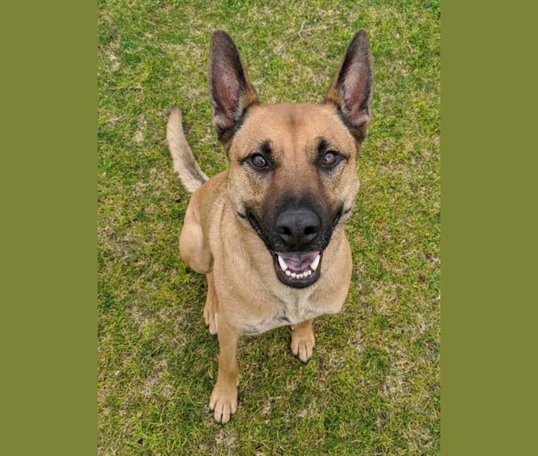 Embark Dog DNA Test Breed