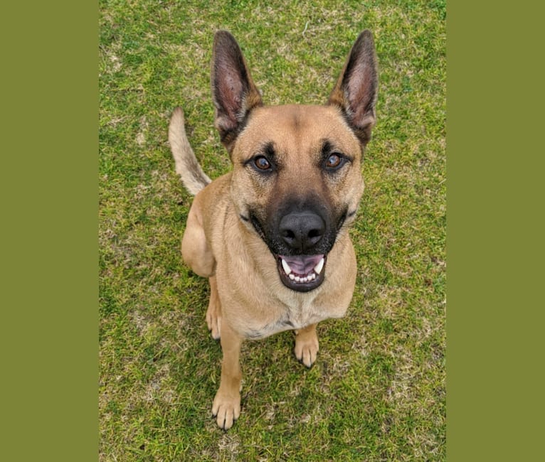 Enzo, a German Shepherd Dog and American Pit Bull Terrier mix tested with EmbarkVet.com