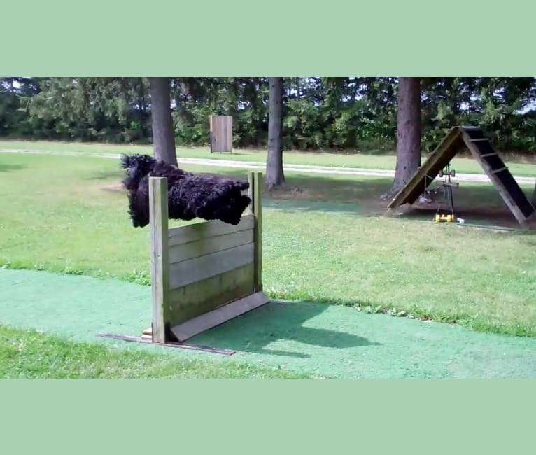Kicka, a Black Russian Terrier tested with EmbarkVet.com