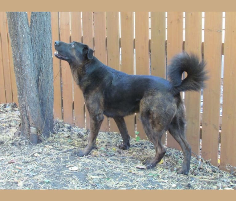 Henry, a Tibetan Mastiff and German Shepherd Dog mix tested with EmbarkVet.com