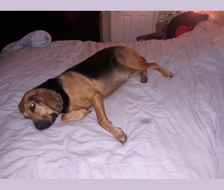 Honey, a Bloodhound tested with EmbarkVet.com