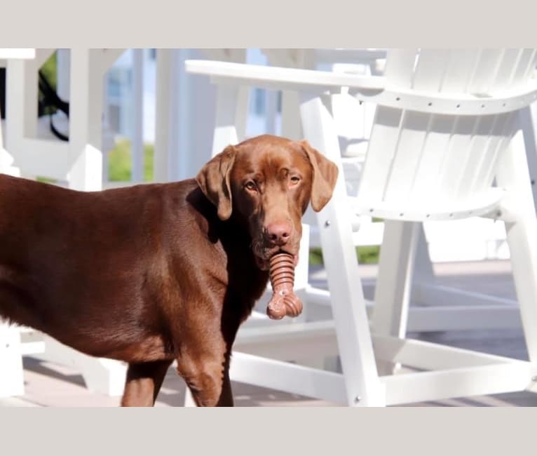 Cooper, a Labrador Retriever and Redbone Coonhound mix tested with EmbarkVet.com