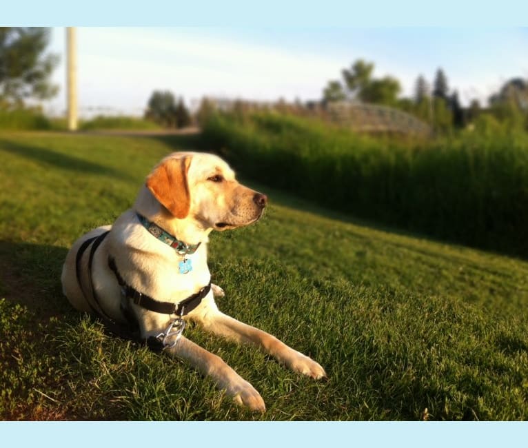Hutch, a Labrador Retriever tested with EmbarkVet.com
