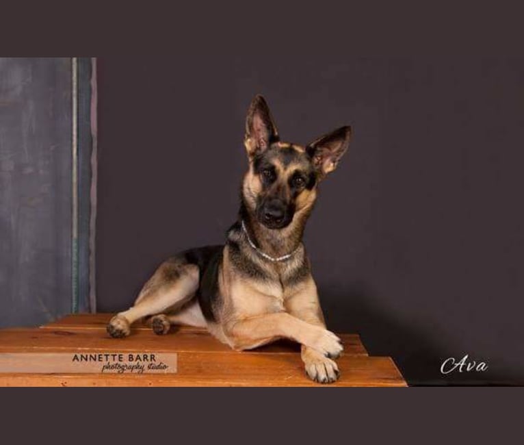 Ava Lynch, a German Shepherd Dog tested with EmbarkVet.com