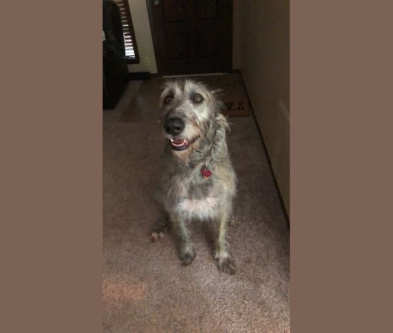 Meadow, an Irish Wolfhound tested with EmbarkVet.com