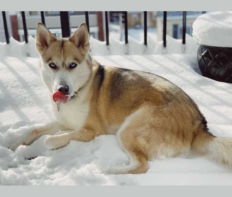 Kygo, a Siberian Husky and Beagle mix tested with EmbarkVet.com
