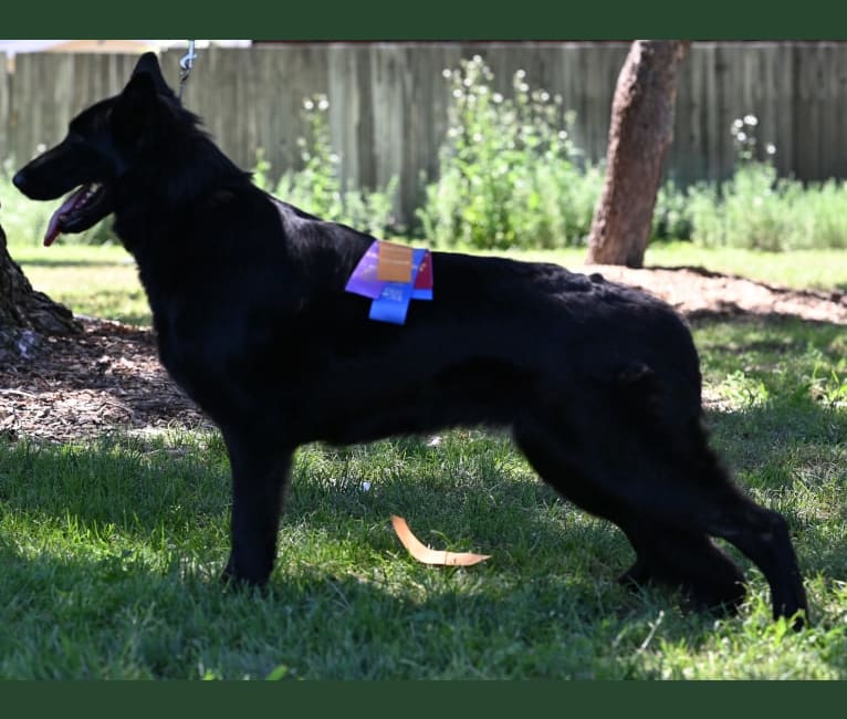 LOTUS, a German Shepherd Dog tested with EmbarkVet.com