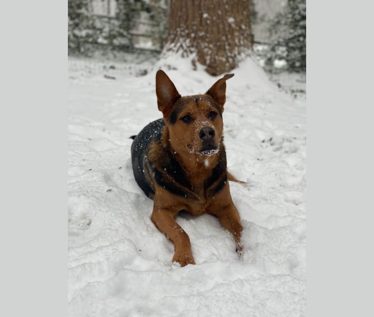 Tommy, an Australian Cattle Dog and German Shepherd Dog mix tested with EmbarkVet.com