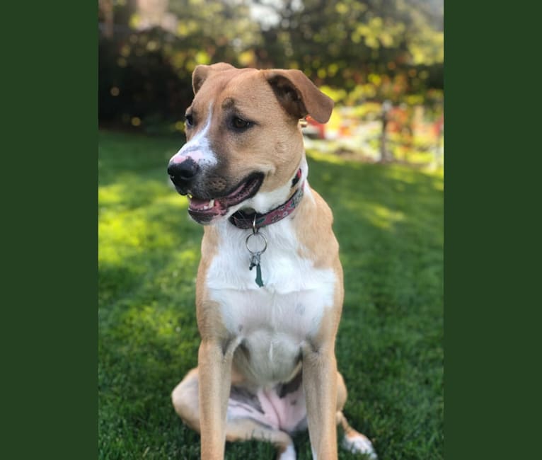 Roo, an Anatolian Shepherd Dog and Border Collie mix tested with EmbarkVet.com