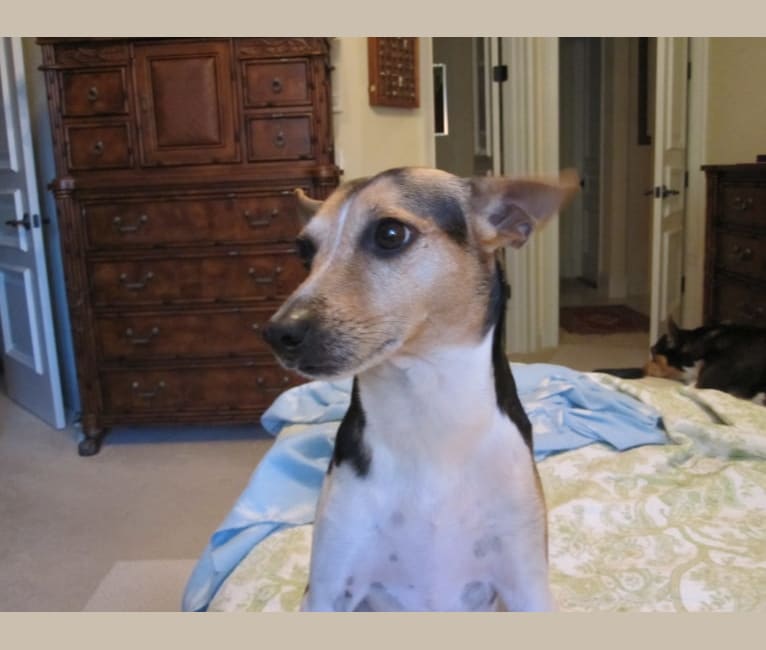 Milo, a Rat Terrier tested with EmbarkVet.com