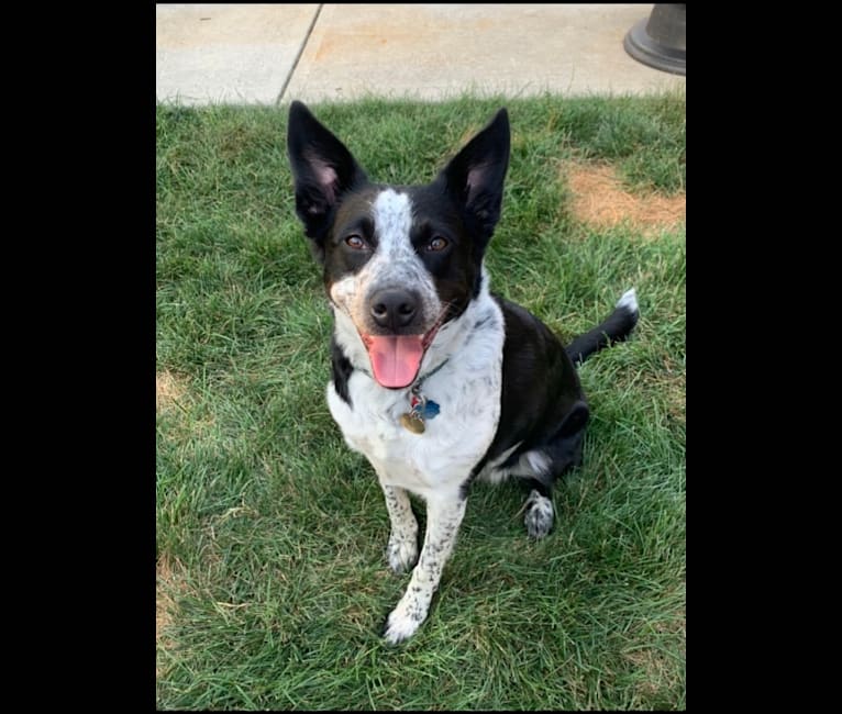 Ripley, an Australian Cattle Dog and Border Collie mix tested with EmbarkVet.com