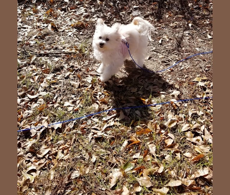 Sophie, a Pomeranian and Chihuahua mix tested with EmbarkVet.com