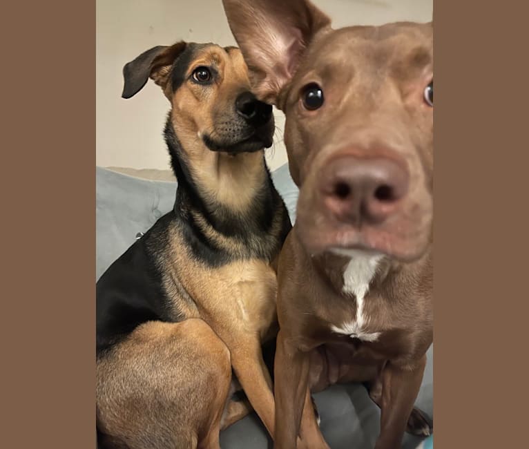 Juniper, an American Pit Bull Terrier and German Shepherd Dog mix tested with EmbarkVet.com