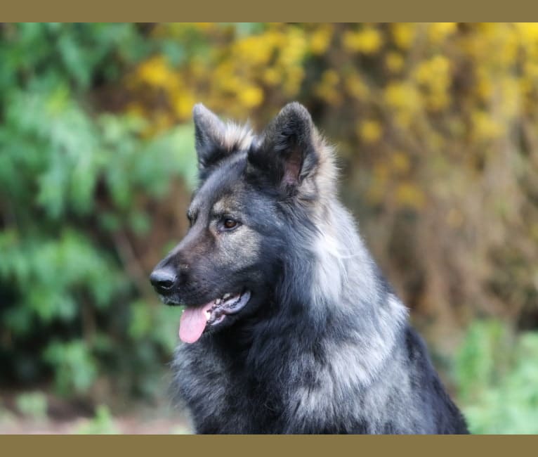 Photo of Mystic, a German Shepherd Dog  in Mettet, Région Wallonne, Belgique