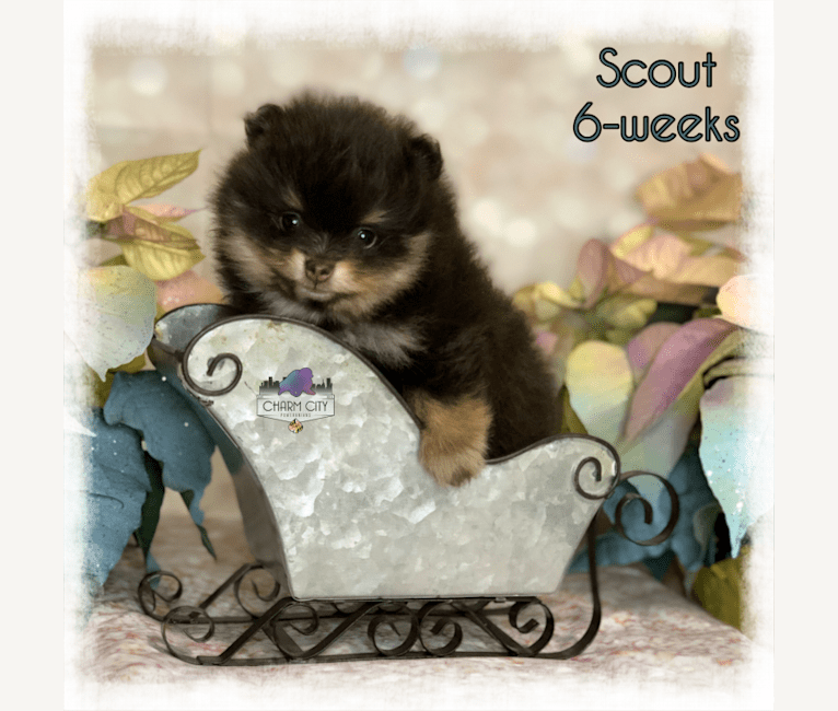 Scout, a Pomeranian tested with EmbarkVet.com